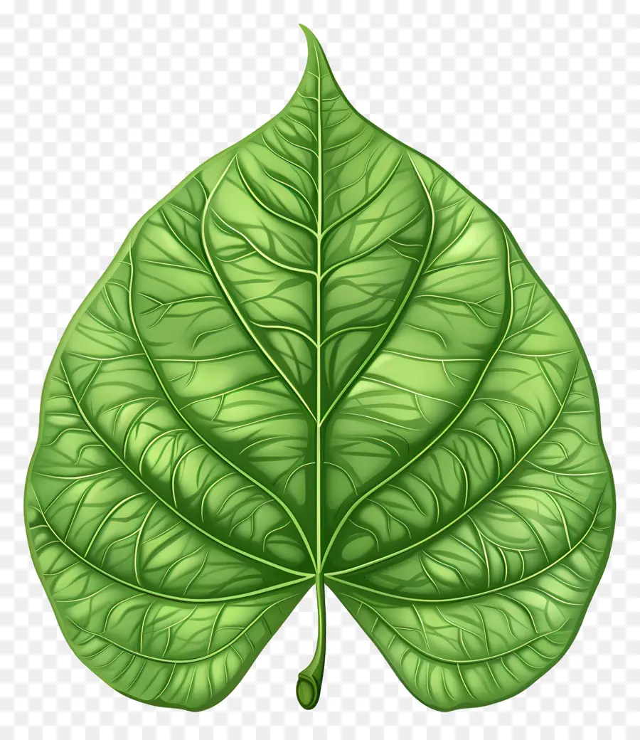 Feuille D'arbre Bodhi，Feuille Verte PNG