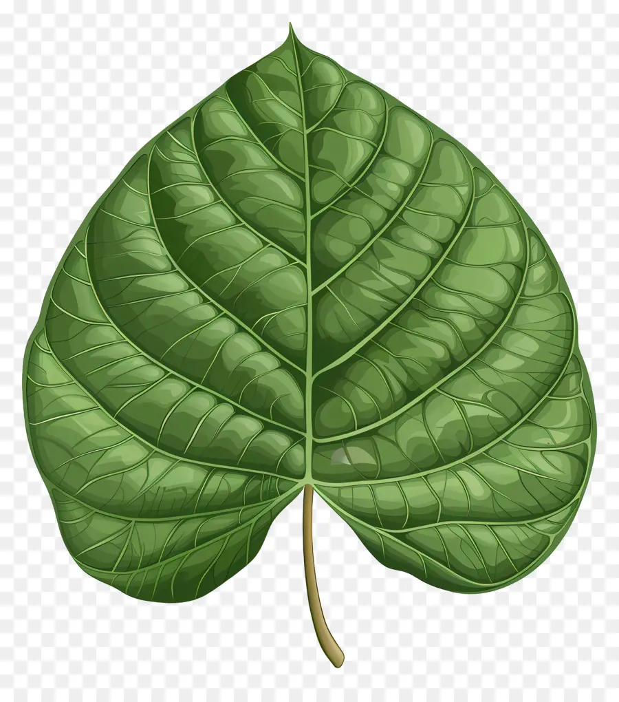 Feuille D'arbre Bodhi，Feuille Verte PNG