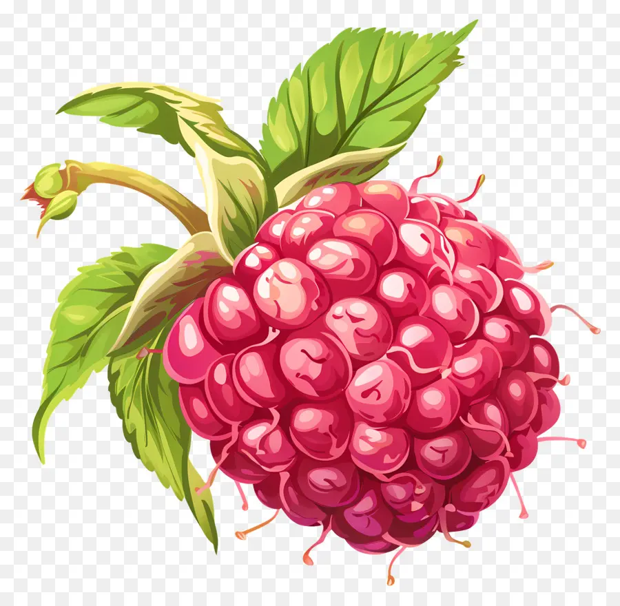 Framboise，Baies Violettes PNG