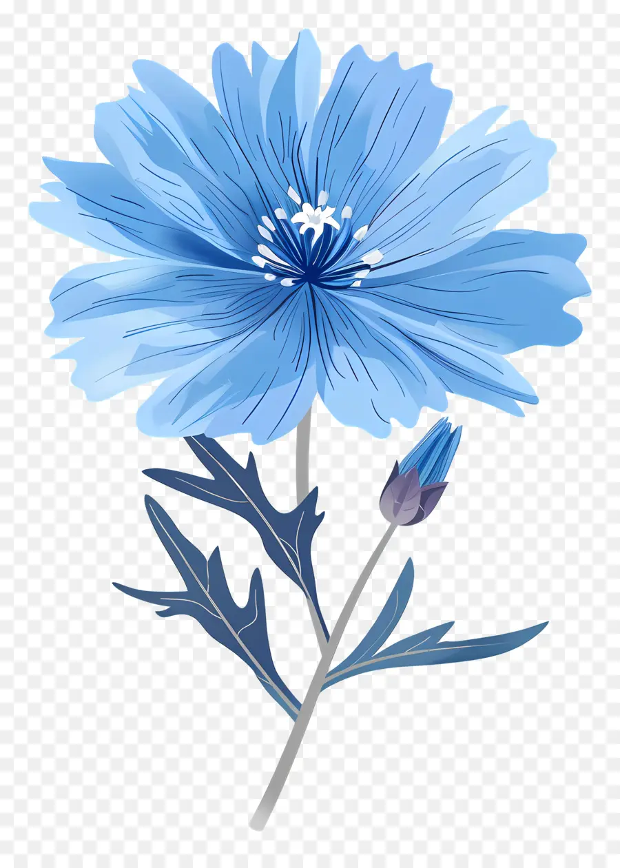 La Chicorée，Fleur Bleue PNG