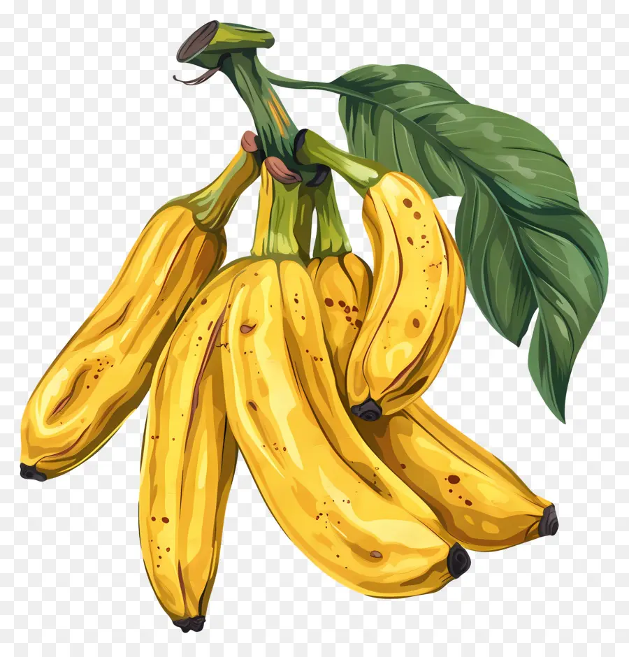 La Banane Plantain，Les Bananes PNG