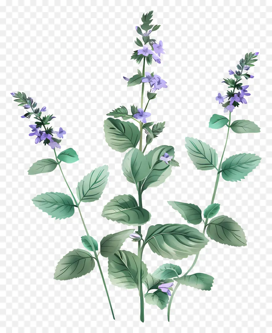 Menthe à Chat，Herbes PNG