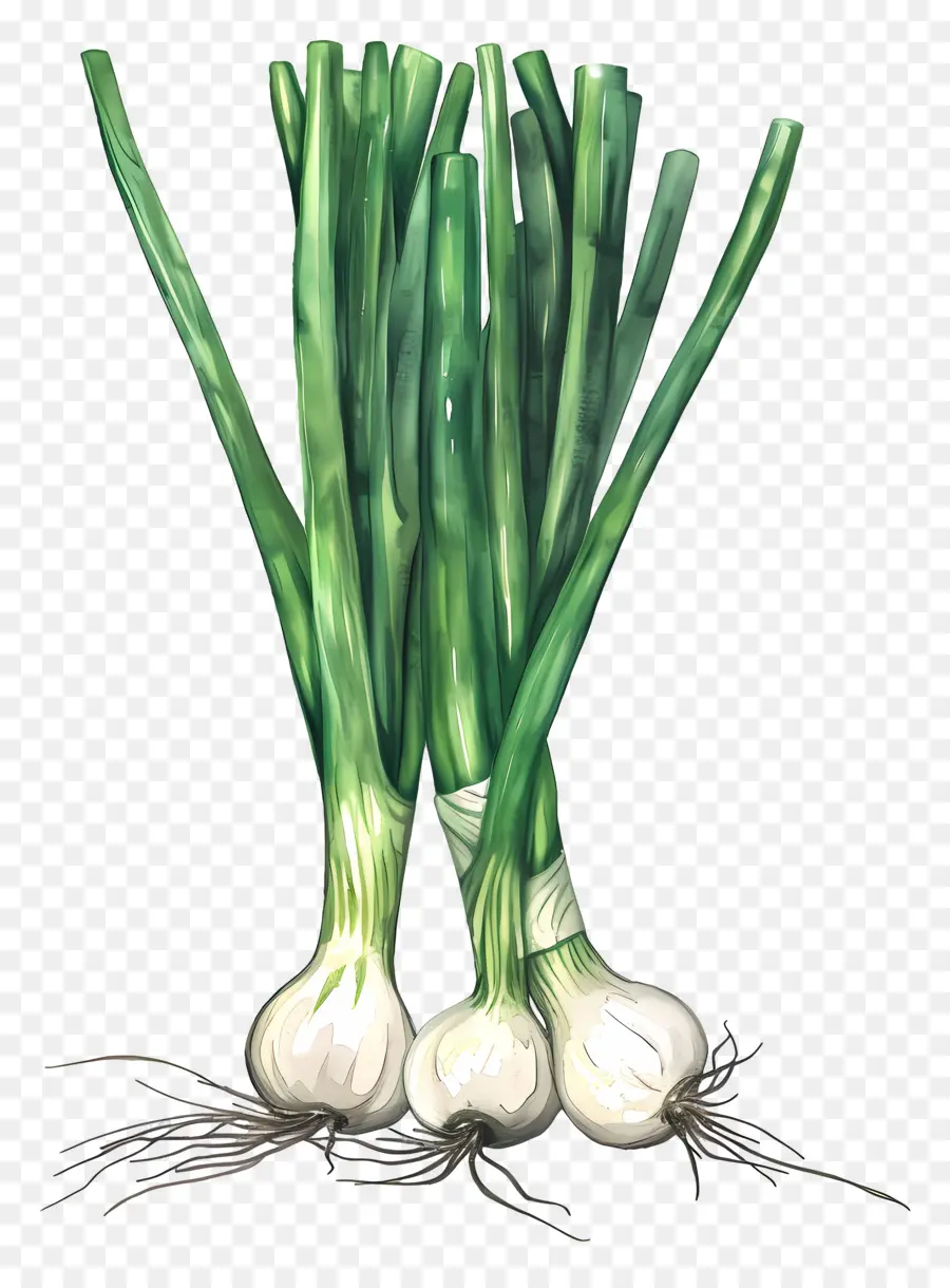 échalote，Oignons Verts PNG