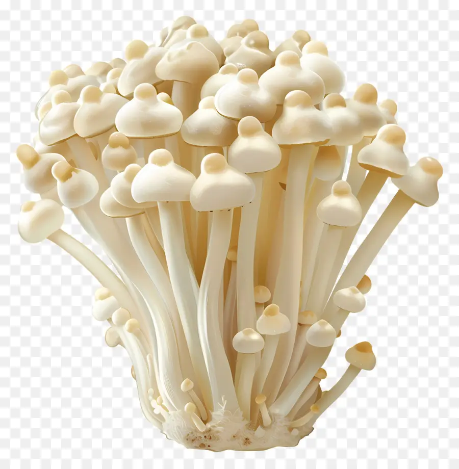 Champignon Enoki，Champignons PNG