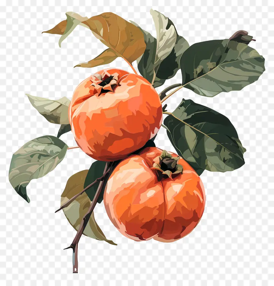 Kaki，Oranges PNG