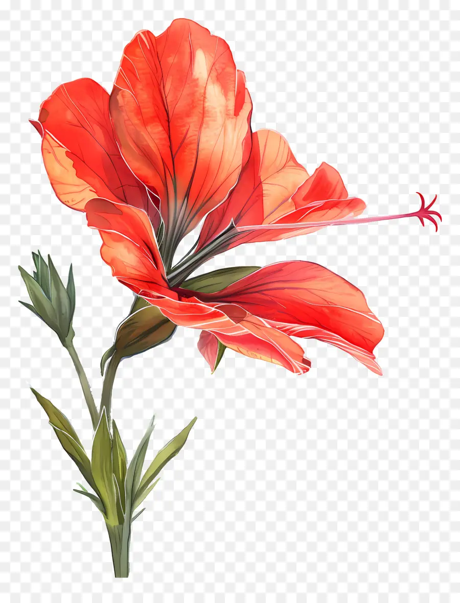 Fleurs Aquarelles，Fleur Rouge PNG