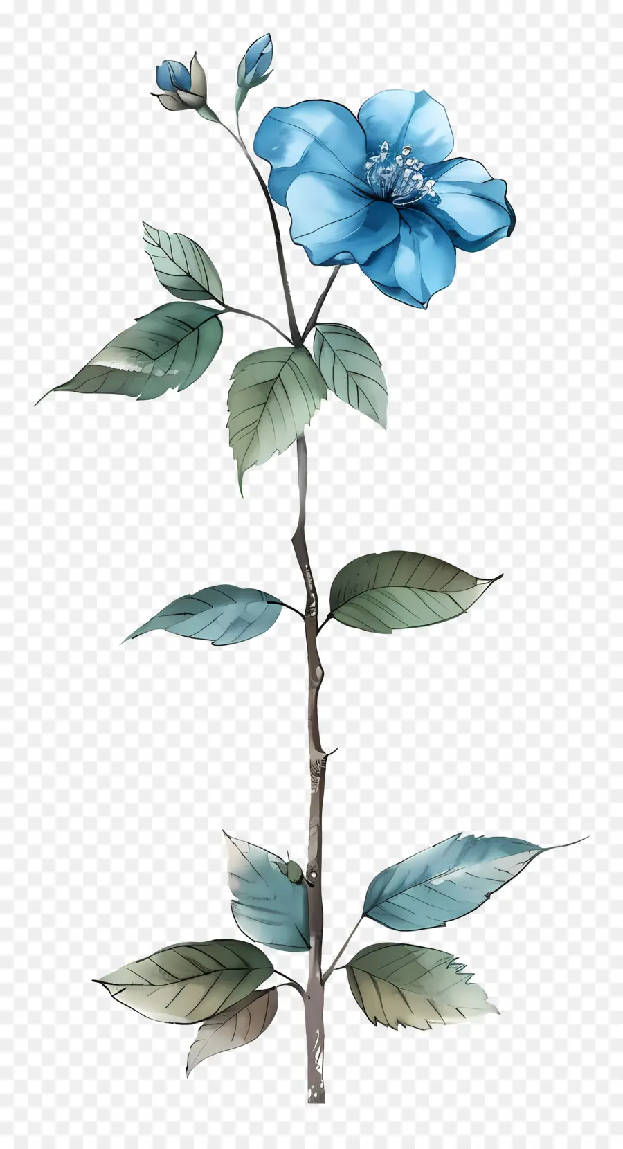 Aquarelle Fleurs，Fleurs Bleues PNG