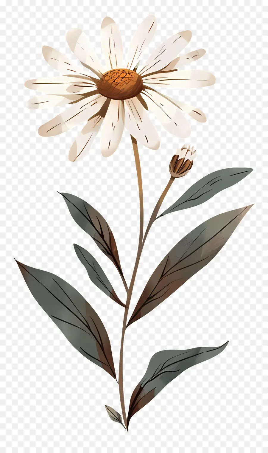 Fleur De Marguerite，Daisy Blanche PNG