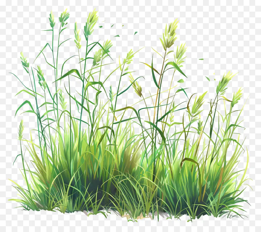 Champ D'herbe Verte，Fleurs Sauvages PNG