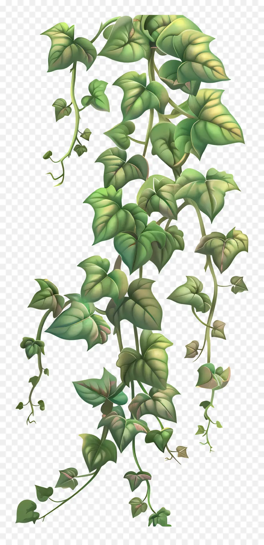 Plante Grimpante，Plante PNG