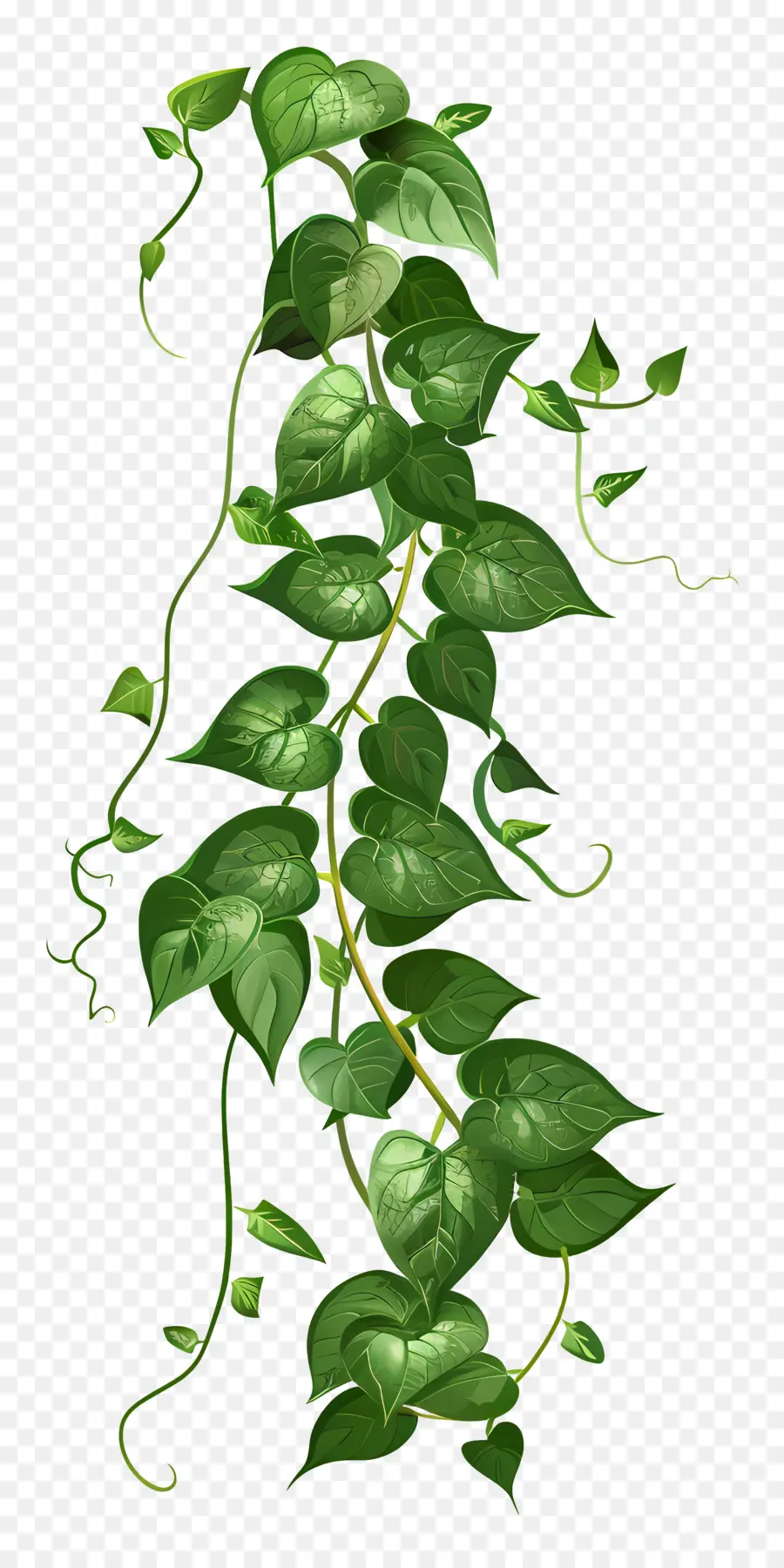 Plante Grimpante，Vignes PNG