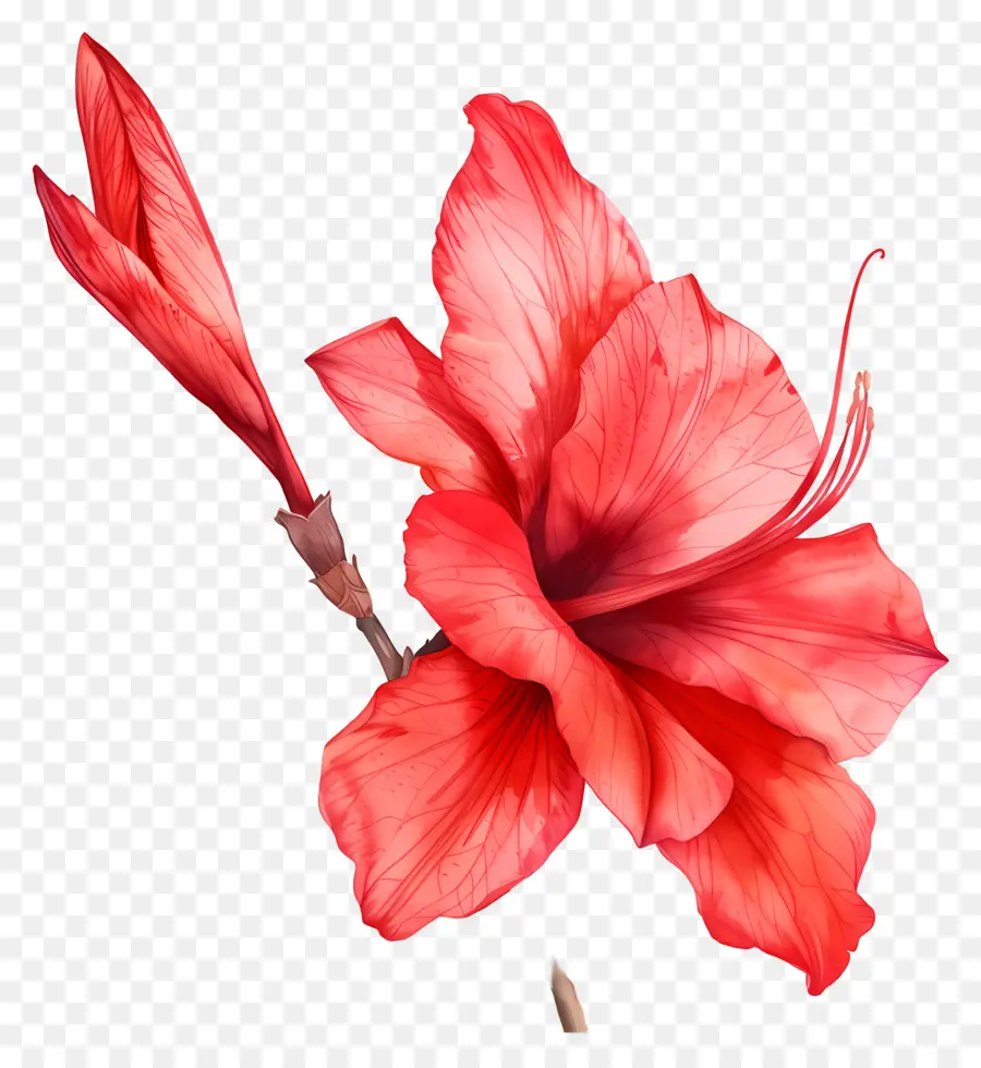 Aquarelle Fleurs，Fleurs Rouges PNG