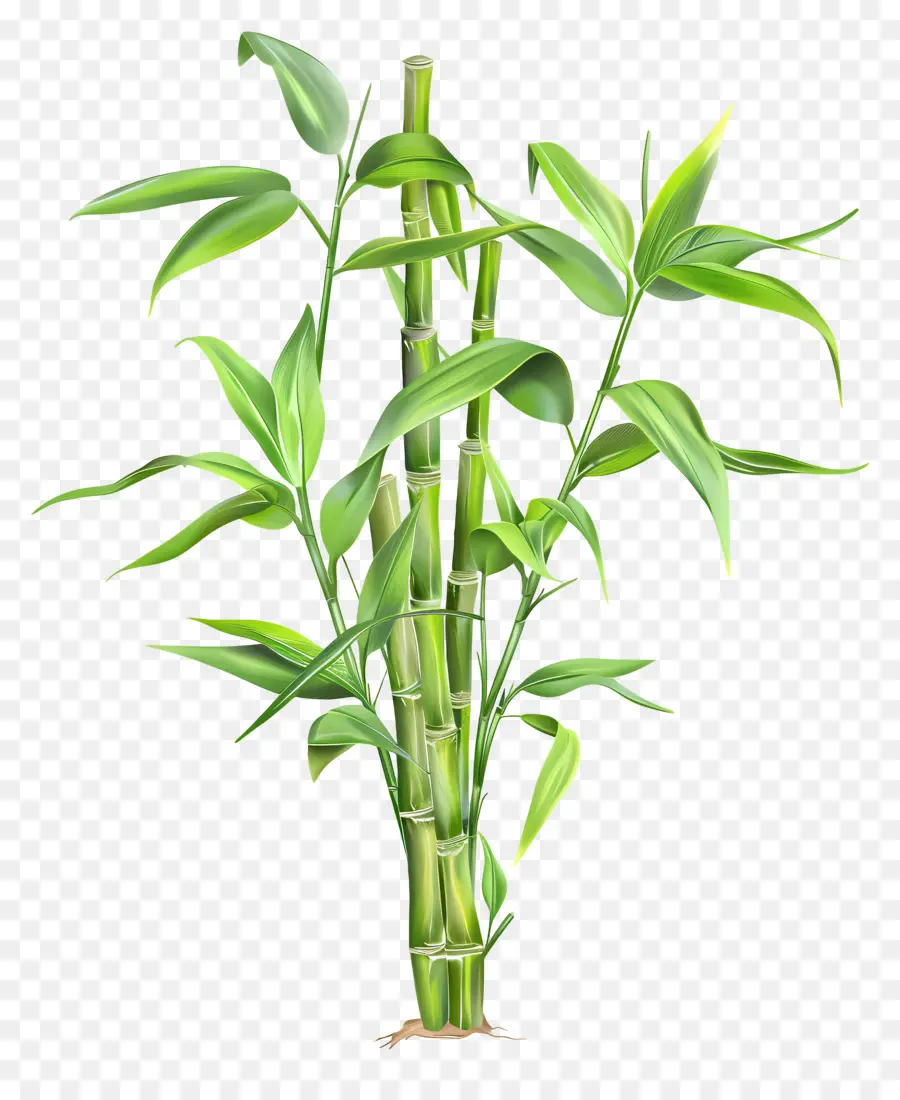 Des Plantes De Bambou，Feuilles Vertes PNG