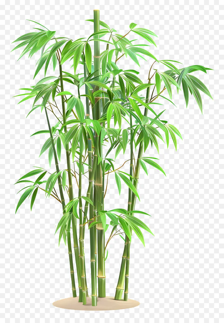 Plante De Bambou，Bambou En Pot PNG