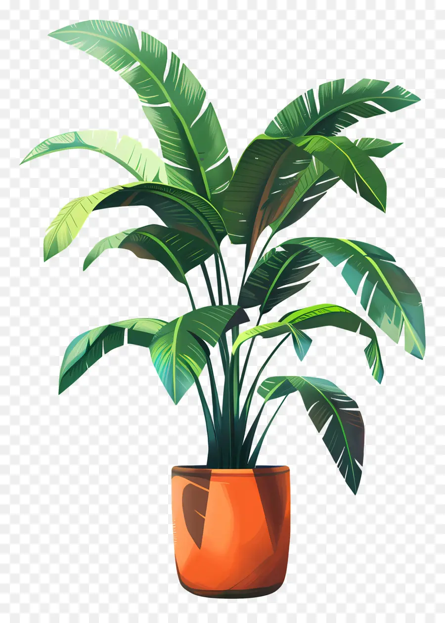 Plante D'intérieur，Plante PNG