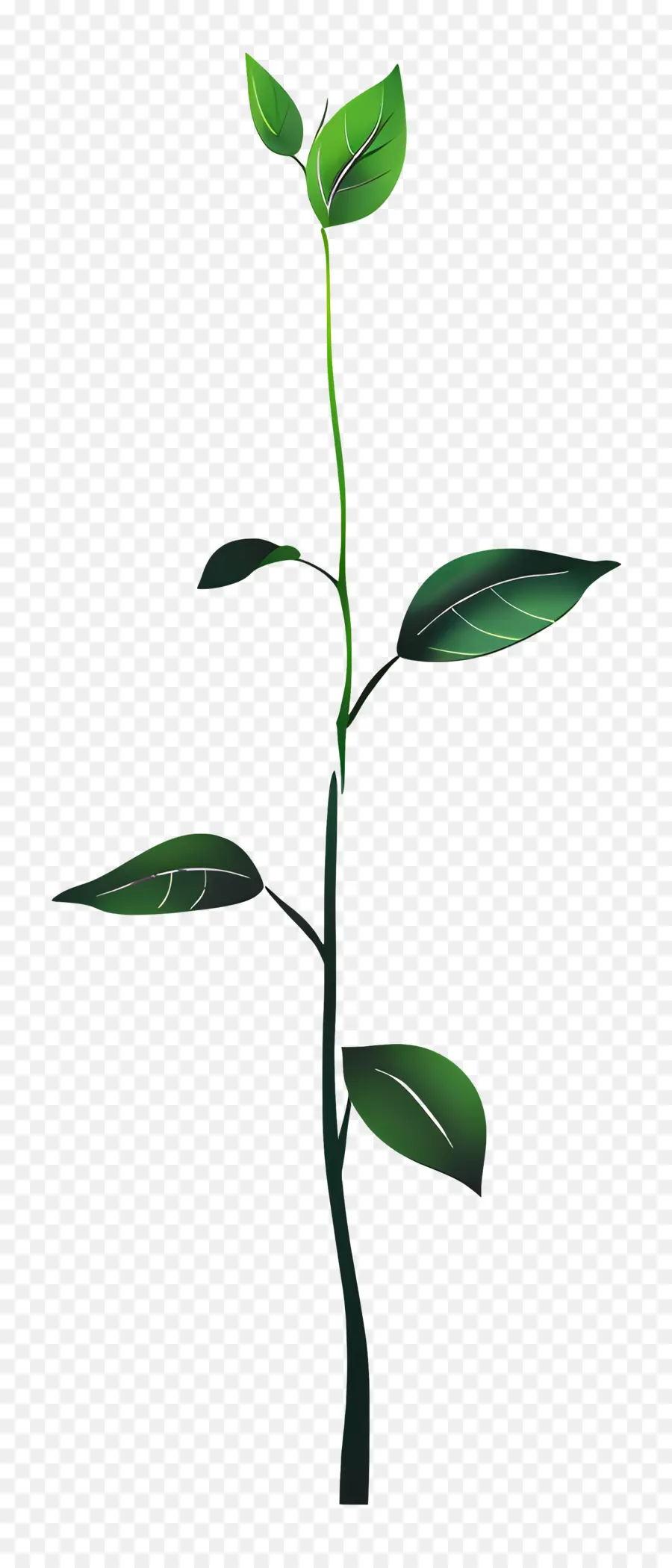 La Croissance，Plante Verte PNG