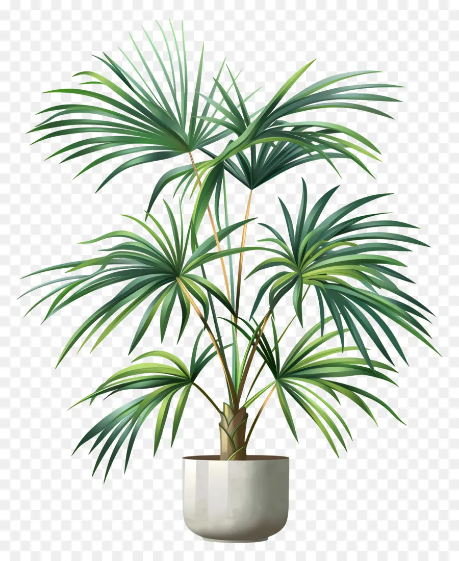 Plante De Palmier，Plante Verte En Pot PNG