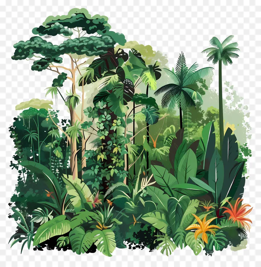 Forêt Tropicale，La Jungle Tropicale PNG