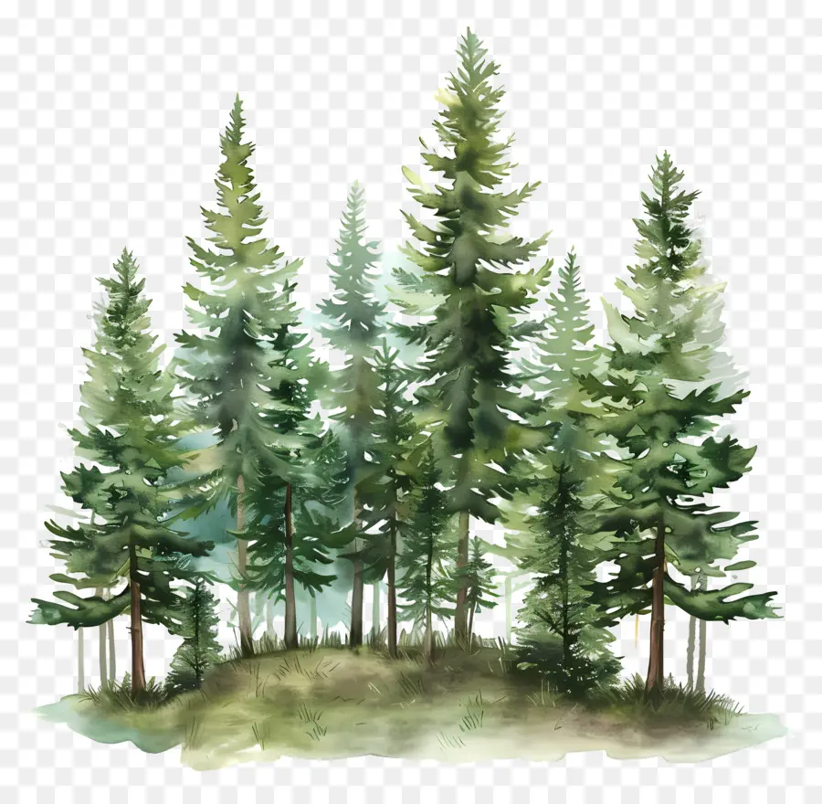 Forêt De Pins，Pins PNG