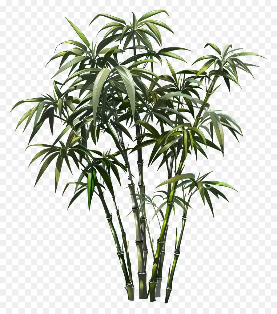 Plante De Bambou，Bambou En Pot PNG