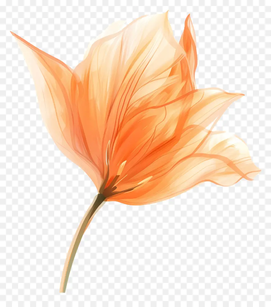 Fleur，La Fleur D'oranger PNG