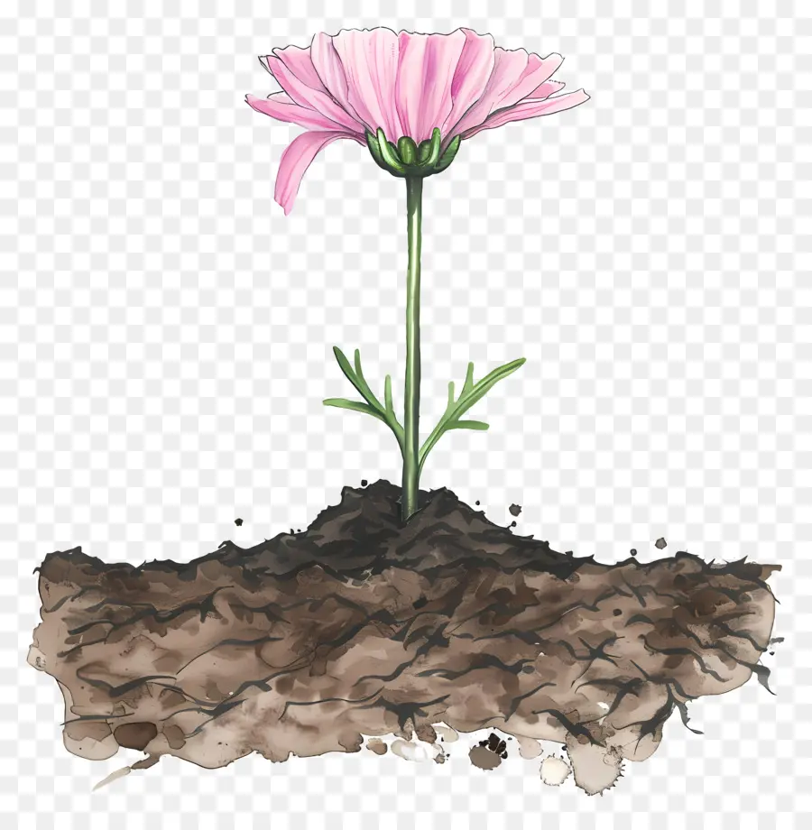 Fleur，Usine PNG