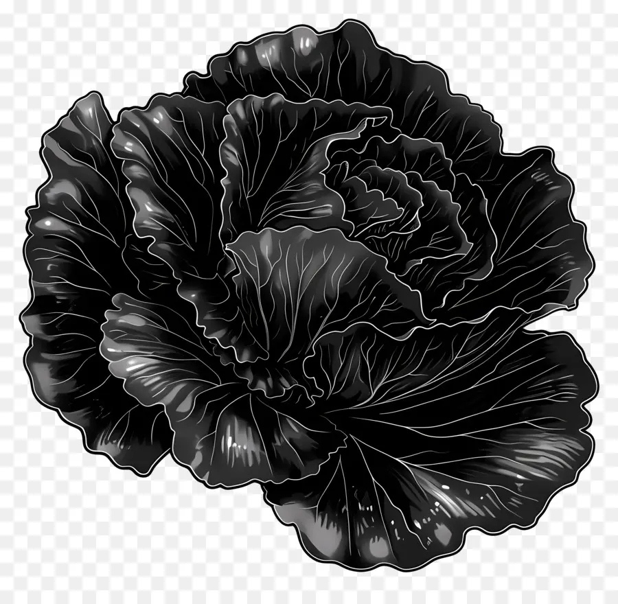 Laitue，Fleur Noire PNG