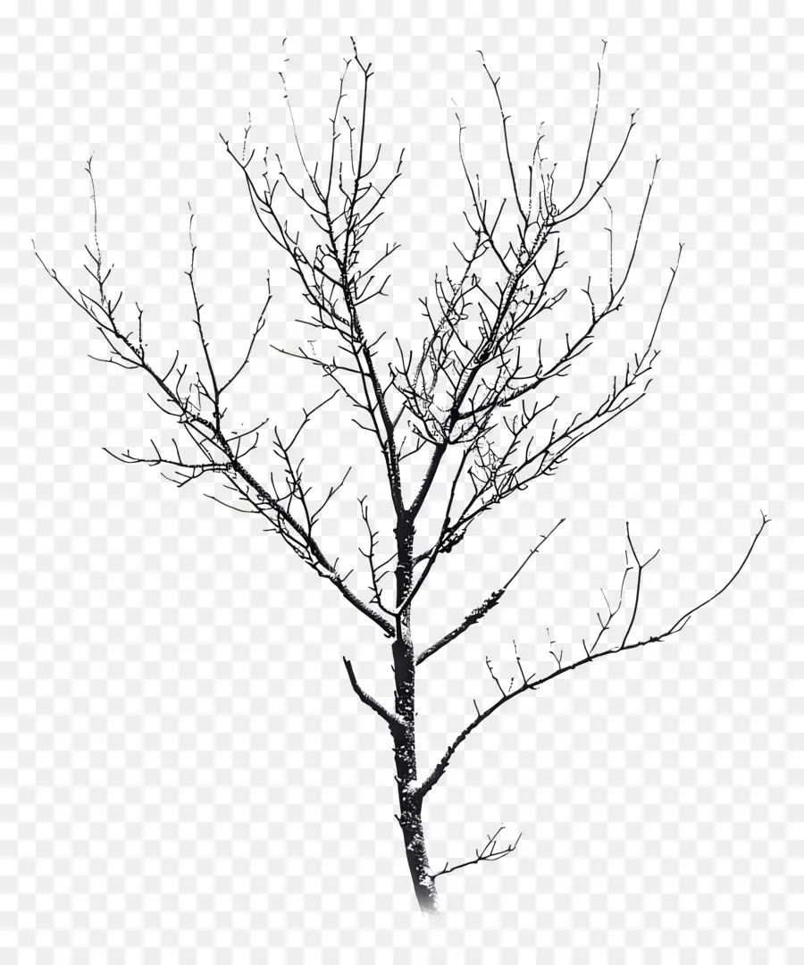 Gel Hiver，Arbre Nu PNG