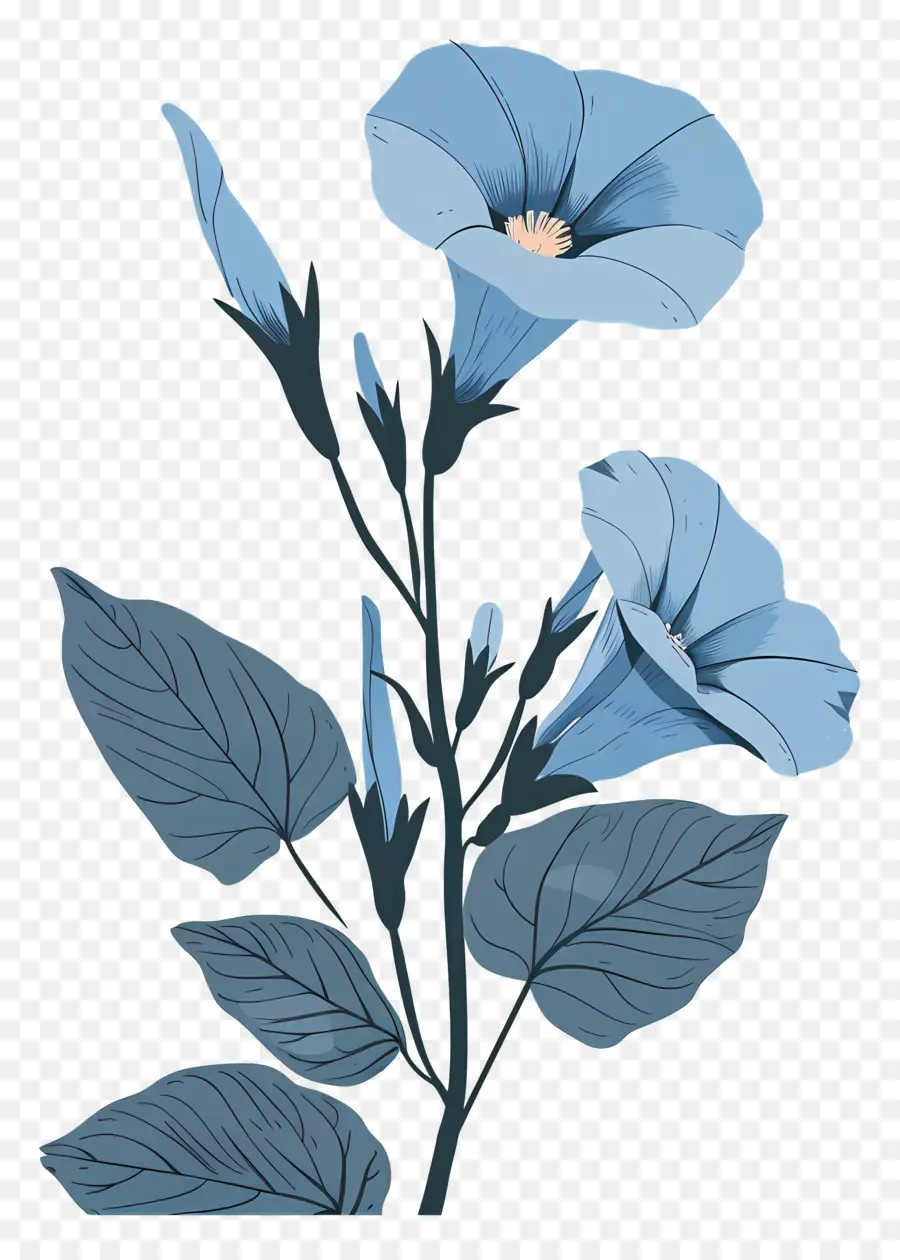 Gloire Du Matin，Fleur Bleue PNG