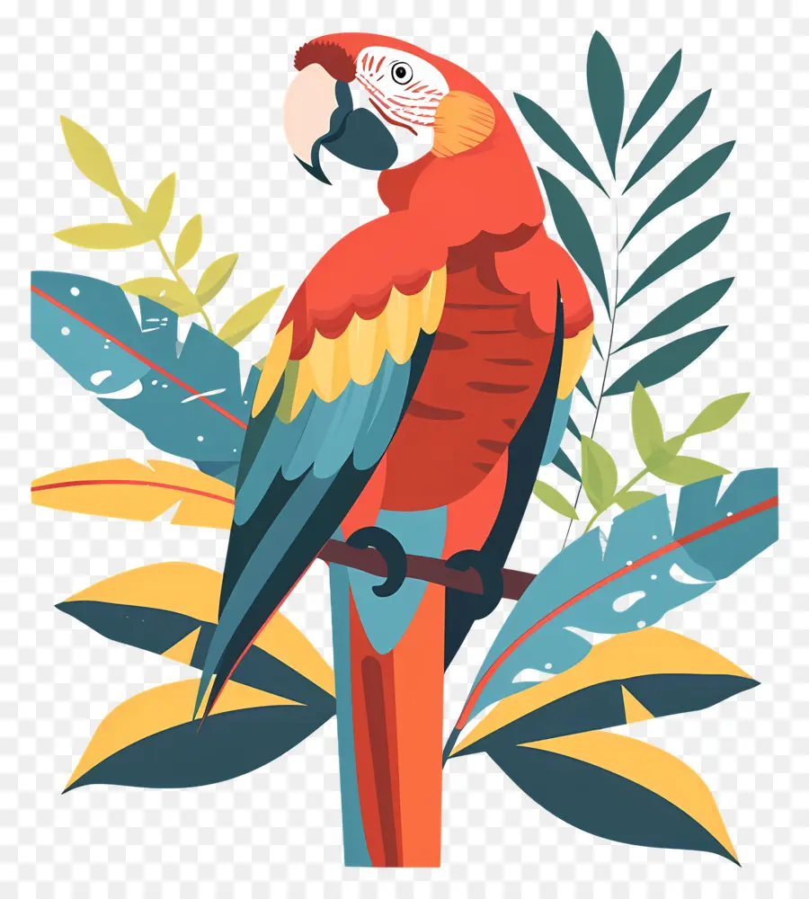 Ara，Macaw Rouge PNG