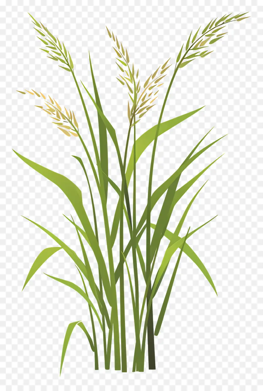 Plants De Riz，Usine De Riz PNG