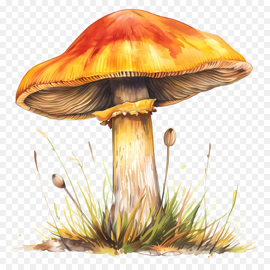 Champignon，Champignons Jaunes PNG