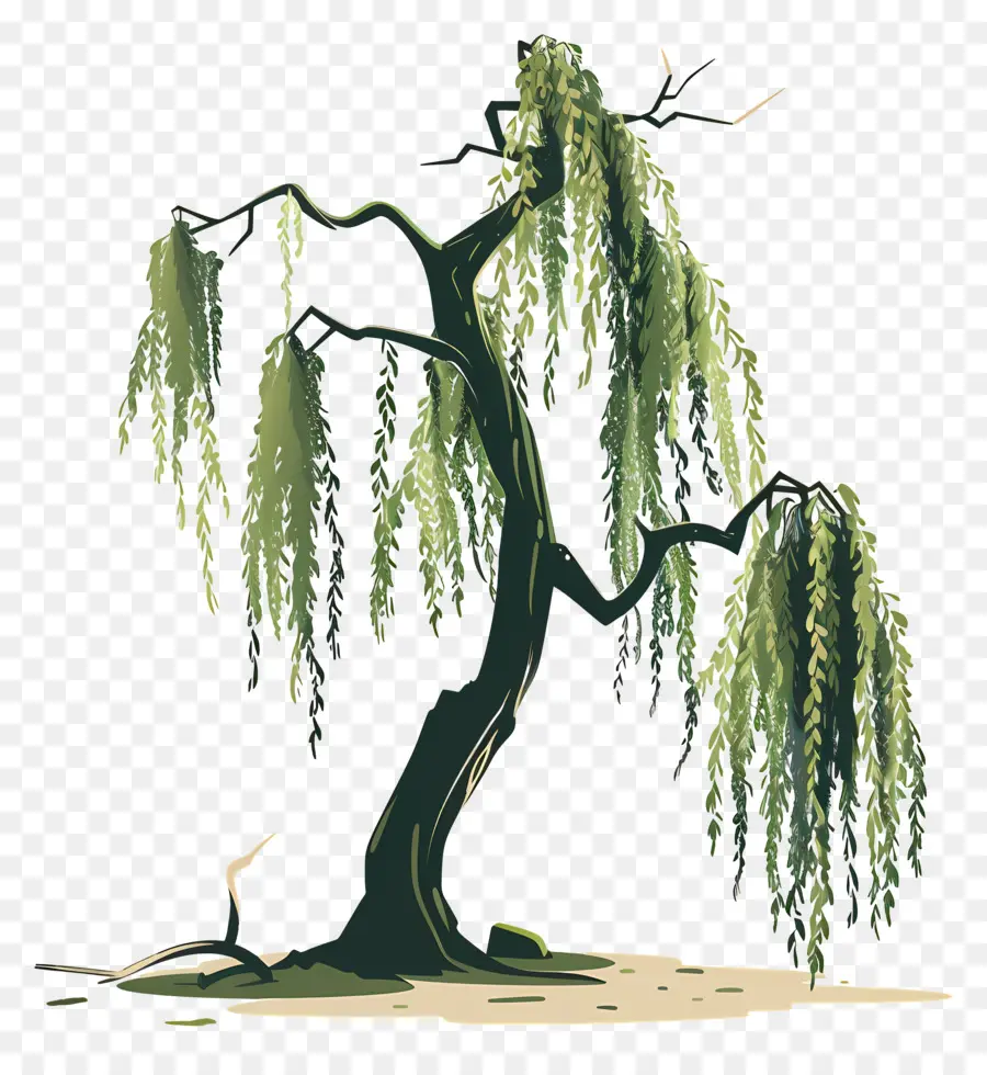 Saule Pleureur，Illustration D'arbre à Saule PNG