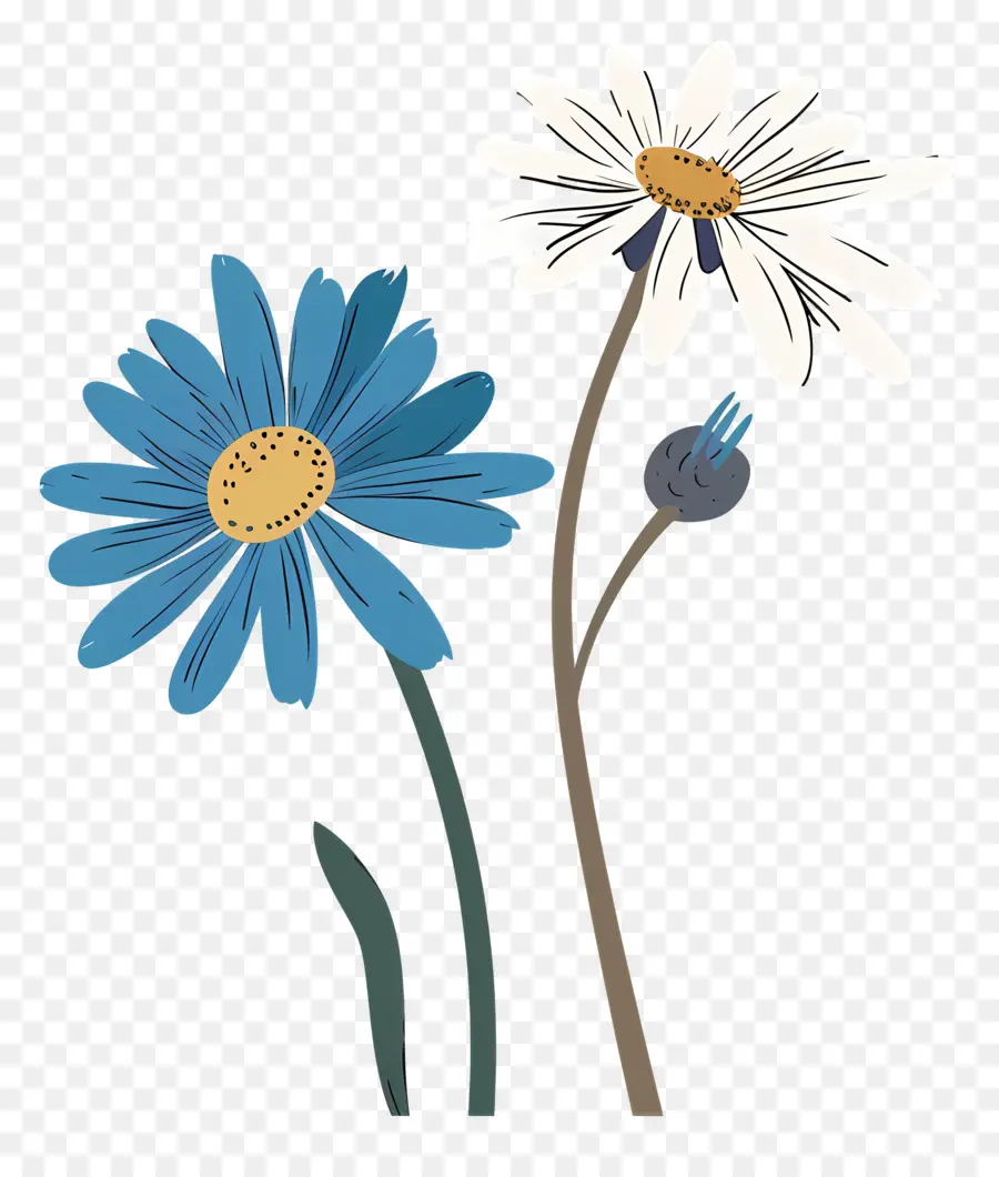 Fleur De Marguerite，Les Pétales Ont Fermé PNG
