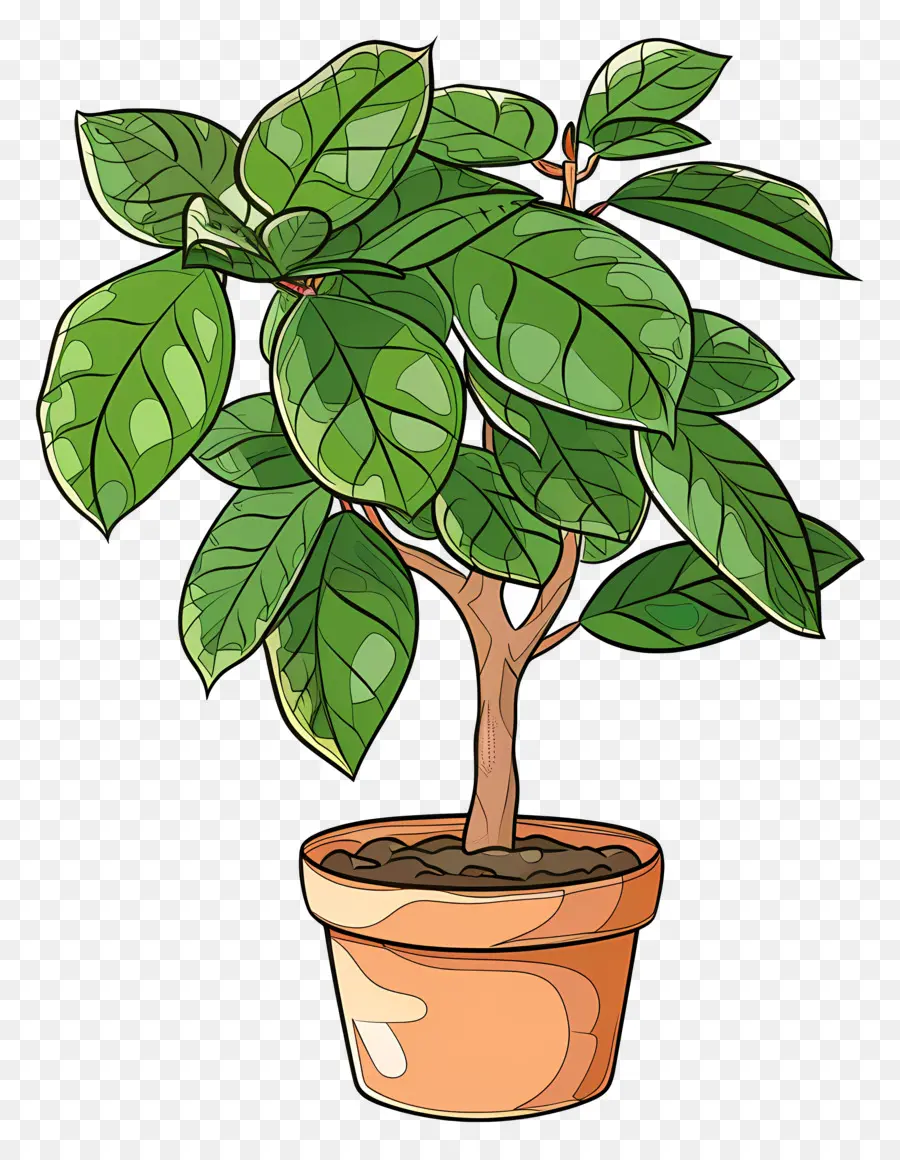 Le Figuier，Plante En Pot PNG