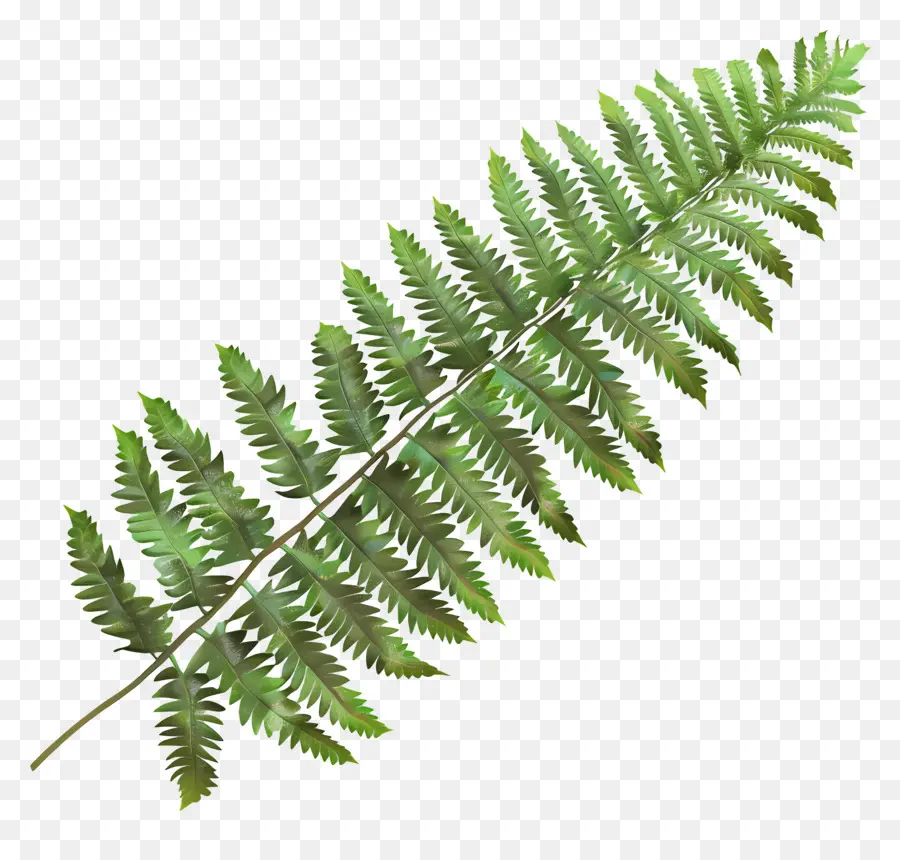 Feuille De Fougère，Vert PNG