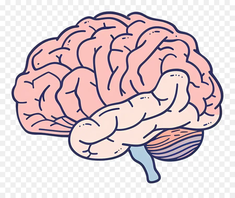 Cerveau，Dessin Animé PNG