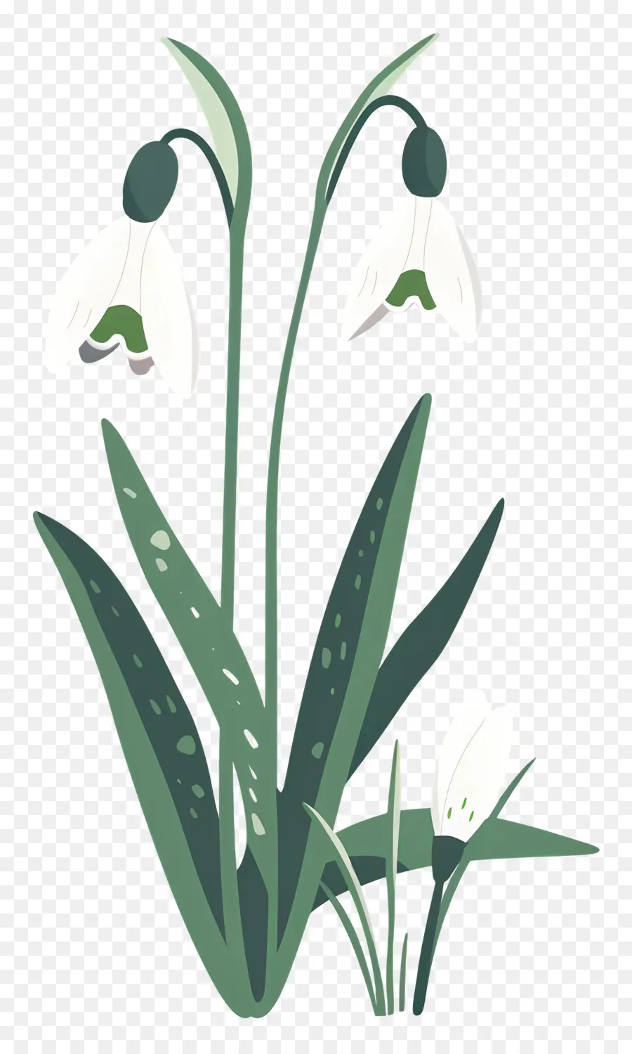 Fleur De Perce Neige，Fleurs De Perce Neige PNG