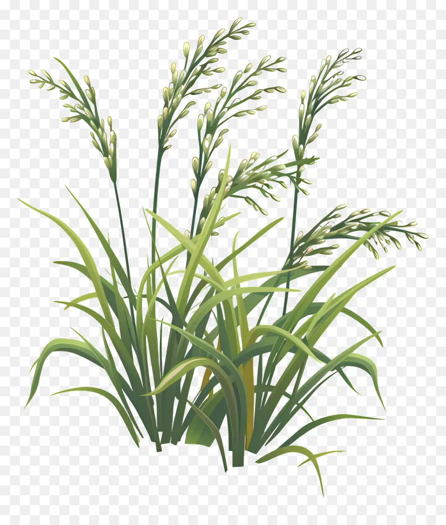 Plants De Riz，Herbe PNG