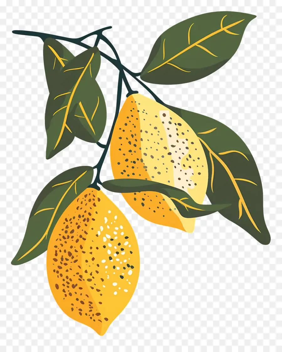 Citrons，Agrumes PNG