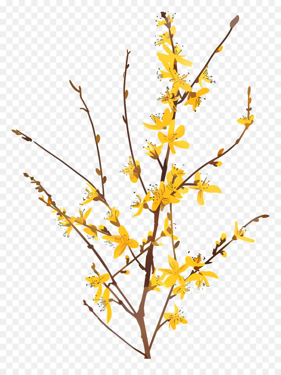 Forsythie，Fleur PNG