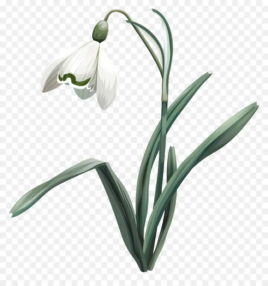 Perce Neige, De La Fleur，Fleur Blanche PNG