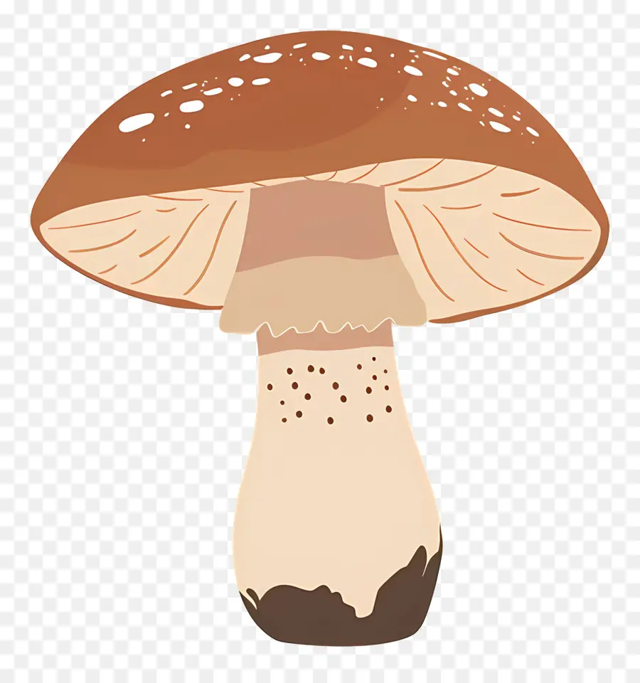 Champignon Bolet，Champignons PNG