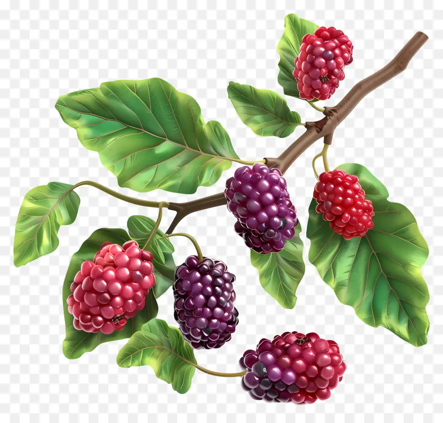 Mulberry，Mûrier PNG