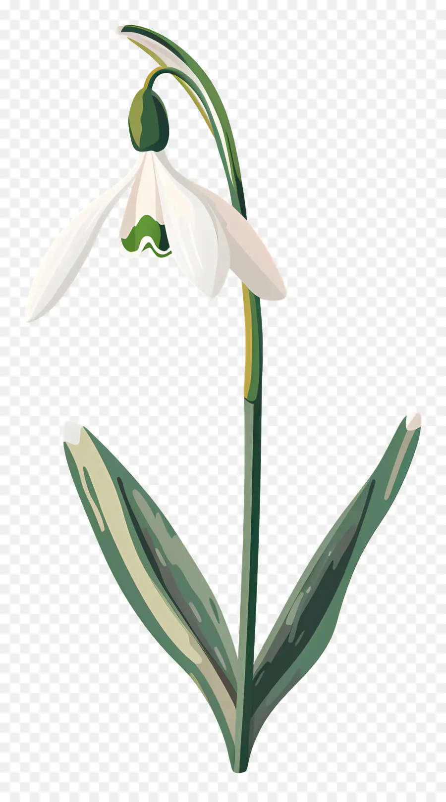 Fleur De Perce Neige，Fleurs De Perce Neige PNG