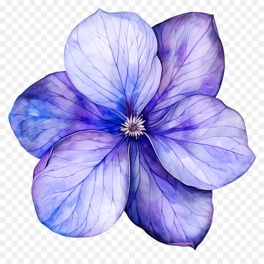 La Fleur De Violette，Pétales Blancs PNG