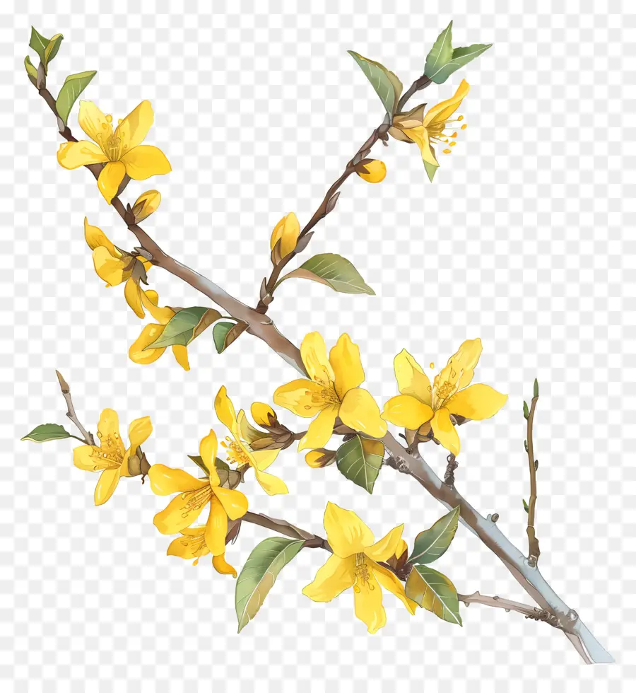 Forsythie，Fleurs Jaunes PNG