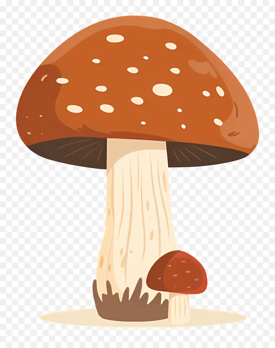 Champignon Bolet，Champignons PNG