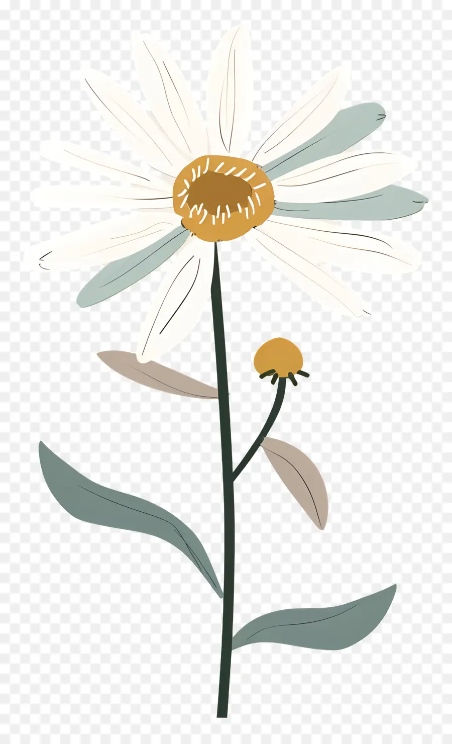 Marguerite Blanche，Fleur PNG