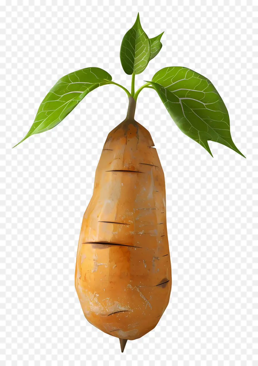 Patate Douce，Légume Racine PNG